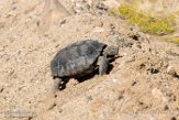 USCA1171937 woestijnschildpad / Gopherus agassizii