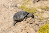 USCA1171939 woestijnschildpad / Gopherus agassizii