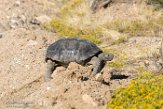 USCA1171941 woestijnschildpad / Gopherus agassizii