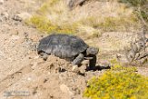 USCA1171942 woestijnschildpad / Gopherus agassizii