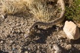 USCA1171946 southwestern speckled rattlesnake / Crotalus pyrrhus