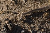 USCA1171948 southwestern speckled rattlesnake / Crotalus pyrrhus