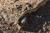 USCA1171949 southwestern speckled rattlesnake / Crotalus pyrrhus