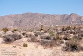 USCA1171964 Joshua Tree National Park