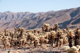 USCA1172005 Joshua Tree National Park