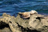 USCA1171570 Californische zeeleeuw / Zalophus californianus
