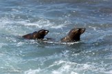 USCA1171581 Californische zeeleeuw / Zalophus californianus