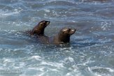 USCA1171584 Californische zeeleeuw / Zalophus californianus