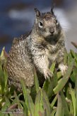 USCA1171597 Californische grondeekhoorn / Otospermophilus beecheyi