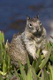 USCA1171598 Californische grondeekhoorn / Otospermophilus beecheyi