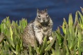 USCA1171602 Californische grondeekhoorn / Otospermophilus beecheyi