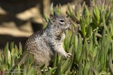 USCA1171604 Californische grondeekhoorn / Otospermophilus beecheyi
