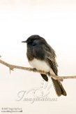USCA1171555 zwarte phoebe / Sayornis nigricans