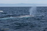USCA1170109 blauwe vinvis / Balaenoptera musculus