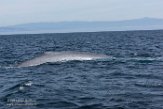 USCA1170126 blauwe vinvis / Balaenoptera musculus