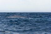 USCA1170136 blauwe vinvis / Balaenoptera musculus
