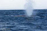 USCA1170139 blauwe vinvis / Balaenoptera musculus