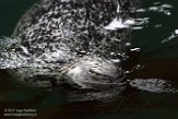 USCA1170009 gewone zeehond / Phoca vitulina