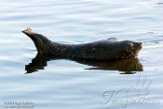 USCA1170345 gewone zeehond / Phoca vitulina