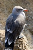 USCA1170347 Heermanns meeuw / Larus heermanni