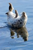 USCA1170352 gewone zeehond / Phoca vitulina