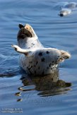USCA1170354 gewone zeehond / Phoca vitulina