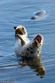 USCA1170357 gewone zeehond / Phoca vitulina
