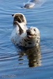 USCA1170358 gewone zeehond / Phoca vitulina