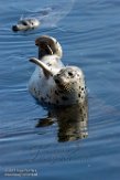 USCA1170359 gewone zeehond / Phoca vitulina