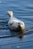 USCA1170362 gewone zeehond / Phoca vitulina