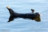 USCA1170365 gewone zeehond / Phoca vitulina