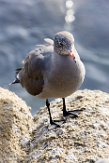 USCA1170370 Heermanns meeuw / Larus heermanni