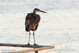 USCA1171129 Amerikaanse blauwe reiger / Ardea herodias