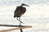 USCA1171130 Amerikaanse blauwe reiger / Ardea herodias