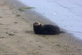 USCA1170676 zuidelijke zeeotter / Enhydra lutris nereis