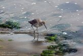 USCA1170701 willet / Tringa semipalmata