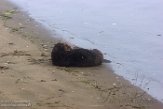 USCA1170712 zuidelijke zeeotter / Enhydra lutris nereis
