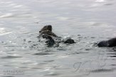 USCA1170725 zuidelijke zeeotter / Enhydra lutris nereis