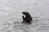 USCA1170728 zuidelijke zeeotter / Enhydra lutris nereis