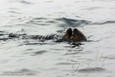 USCA1170736 zuidelijke zeeotter / Enhydra lutris nereis