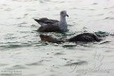 USCA1170738 zuidelijke zeeotter / Enhydra lutris nereis