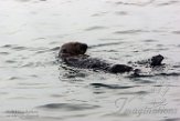 USCA1170741 zuidelijke zeeotter / Enhydra lutris nereis