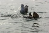 USCA1170745 zuidelijke zeeotter / Enhydra lutris nereis