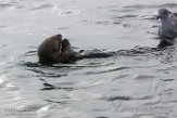 USCA1170746 zuidelijke zeeotter / Enhydra lutris nereis