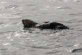 USCA1170747 zuidelijke zeeotter / Enhydra lutris nereis