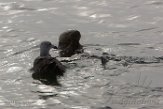 USCA1170749 zuidelijke zeeotter / Enhydra lutris nereis