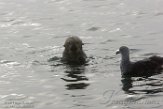 USCA1170755 zuidelijke zeeotter / Enhydra lutris nereis
