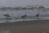 USCA1170768 marmergrutto / Limosa fedoa