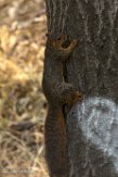 USCA1172532 Amerikaanse voseekhoorn / Sciurus niger