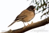 USCA1172539 grijze junco / Junco hyemalis